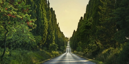 Cyprès.jpg