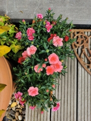 Jardinière d'oeillets.jpg