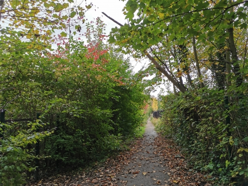 parc walckiers,schaerbeek,promenade verte,environnement,balade,nature,moeraske,automne