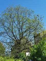 Humanité arbre habité.jpg