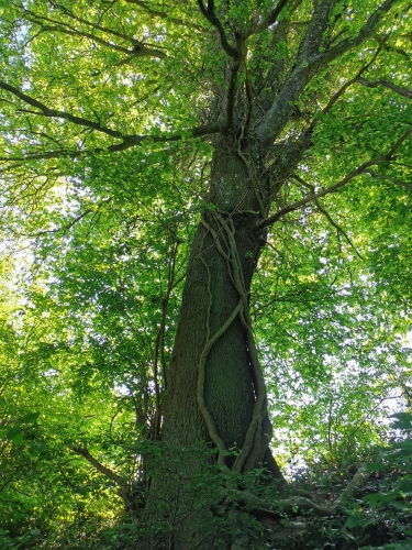 premier mai,promenade,monstreux,brabant wallon,colza,bois,ail des ours,lumière,jacinthes,arbres,printemps,renaissance,nature
