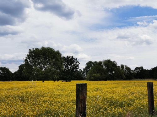 brabant wallon,balade,prairies,fleurs,bouton d'or,nature