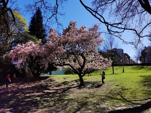 avril,printemps,parc josaphat,floraisons,nature,promenade guidée