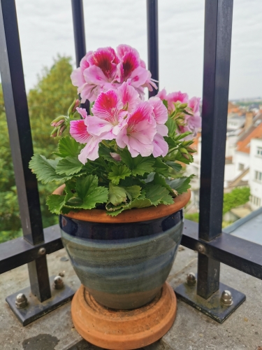 jardin,fleurs,rose,printemps