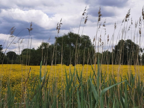 brabant wallon,balade,prairies,fleurs,bouton d'or,nature