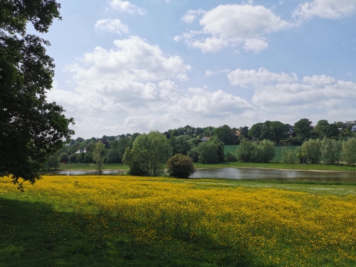 rixensart,réserve,castors,natagora,prairie,lasne,grenouilles,nature,biodiversité