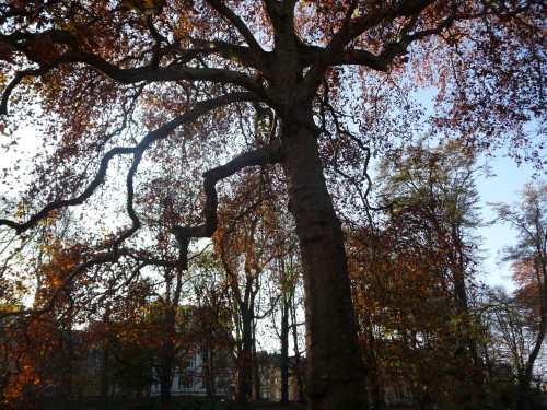arbres,parc josaphat,branches,bruxelles,schaerbeek,promenade,automne,culture