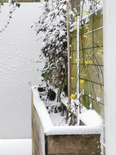 bruxelles,neige,9 janvier 2025,cérémonie d'hommage à martigny,suisse,nature