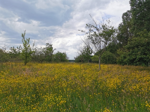brabant wallon,balade,prairies,fleurs,bouton d'or,nature