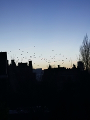 2026,lumière,nouvel an,voeux