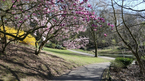 parc josaphat,schaerbeek,promenade,magnolias,printemps