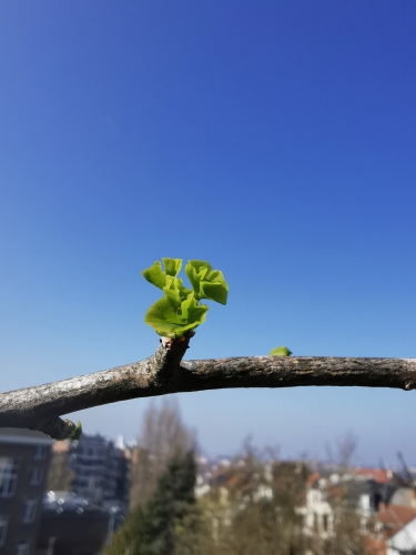 Ginkgo 22 mars (2).jpg