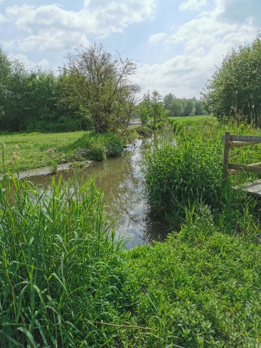 rixensart,réserve,castors,natagora,prairie,lasne,grenouilles,nature,biodiversité