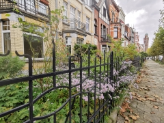 jardinets,asters,fenêtre,oiseaux,arbres,square riga,scharbeek