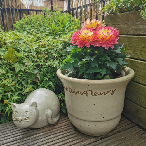 jardin,fleurs,rose,printemps
