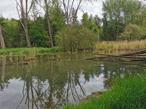 rixensart,réserve,castors,natagora,prairie,lasne,grenouilles,nature,biodiversité