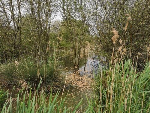 rixensart,réserve,castors,natagora,prairie,lasne,grenouilles,nature,biodiversité