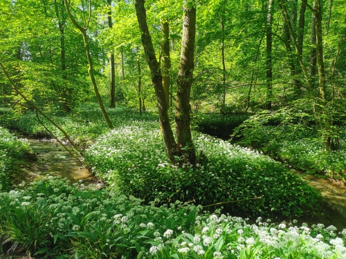 premier mai,promenade,monstreux,brabant wallon,colza,bois,ail des ours,lumière,jacinthes,arbres,printemps,renaissance,nature