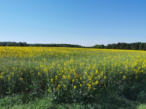 premier mai,promenade,monstreux,brabant wallon,colza,bois,ail des ours,lumière,jacinthes,arbres,printemps,renaissance,nature
