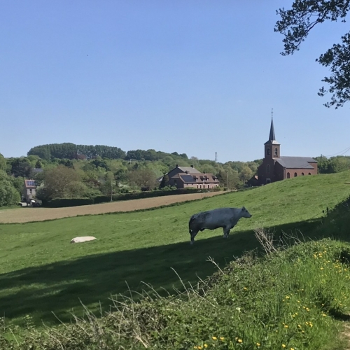 premier mai,promenade,monstreux,brabant wallon,colza,bois,ail des ours,lumière,jacinthes,arbres,printemps,renaissance,nature