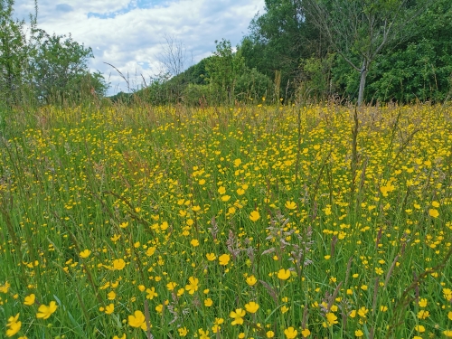 brabant wallon,balade,prairies,fleurs,bouton d'or,nature