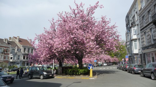 square riga,cerisiers du japon,patrimoine,bruxelles,schaerbeek,arbres,fleurs,japon,promenade,culture