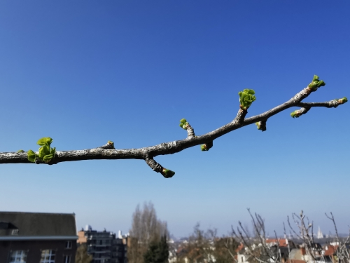 Ginkgo 22 mars (1).jpg