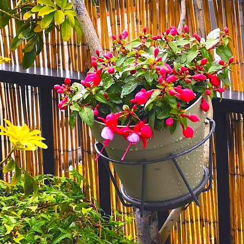 jardin,fleurs,rose,printemps
