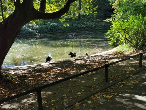 automne,parc josaphat,promenade,dimanche,arbres,couleurs