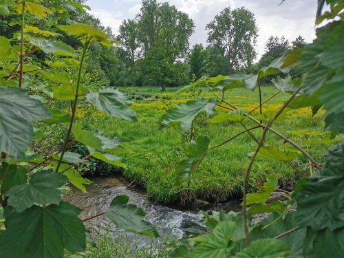 rixensart,réserve,castors,natagora,prairie,lasne,grenouilles,nature,biodiversité