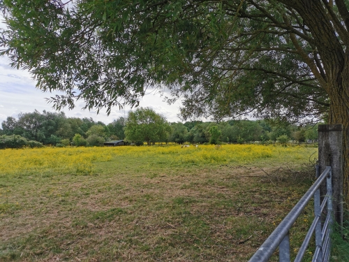 brabant wallon,balade,prairies,fleurs,bouton d'or,nature