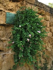 Ferrante Fleur de câprier.jpg