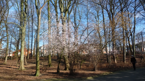 parc josaphat,schaerbeek,balade,février,nature