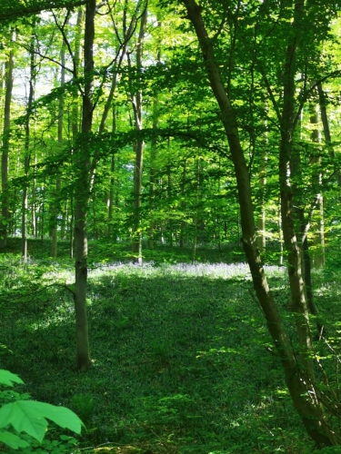 premier mai,promenade,monstreux,brabant wallon,colza,bois,ail des ours,lumière,jacinthes,arbres,printemps,renaissance,nature
