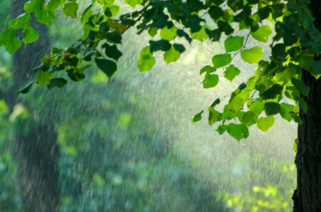 Pluie de mai.jpg