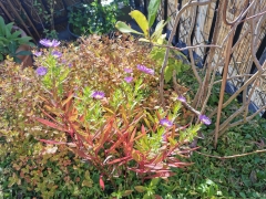 Asters.jpg