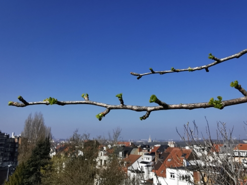 Ginkgo 22 mars (3).jpg