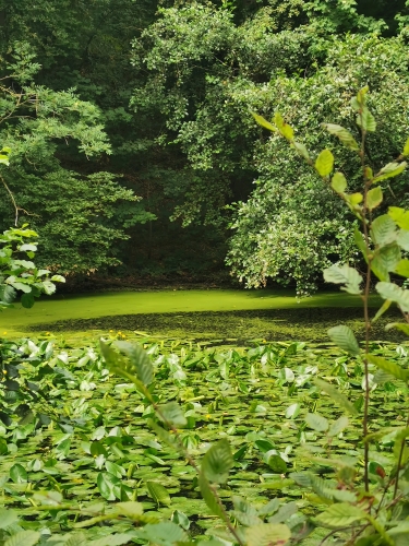 rouge-cloître,auderghem,abbaye,étangs,forêt de soignes,art,culture